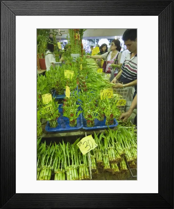 Framed Print : Bamboo shoots Framed Print : Bamboo shoots