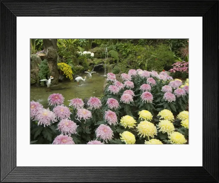 Framed Print : Flowers in gardens of the President Residence