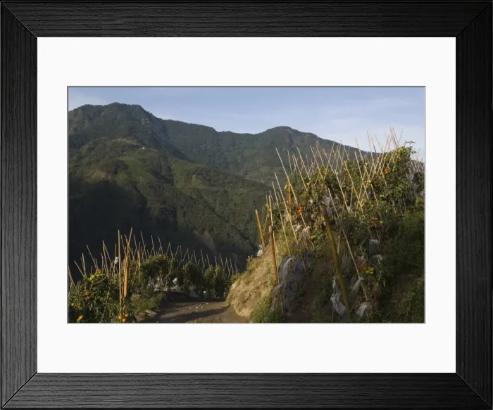 Framed Print : Vegetables growing by path Framed Print : Vegetables growing by path