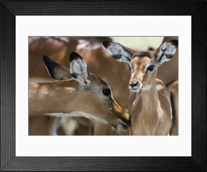 Framed Print : Impala (Aepyceros melampus), Lake Nakuru National Park, Kenya, East Africa, Africa Framed Print : Impala (Aepyceros melampus), Lake Nakuru National Park, Kenya, East Africa, Africa