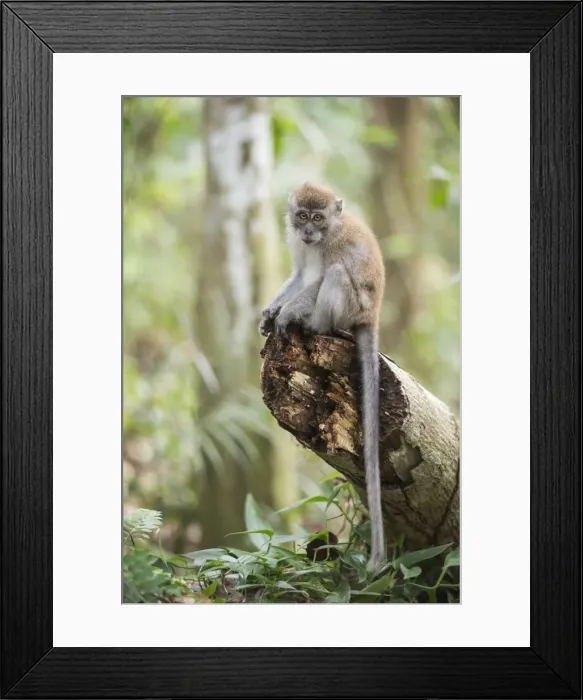 Framed Print : Long tailed Macaque (Macaca Fascicularis) in the jungle at Bukit Lawang, Gunung Leuser Framed Print : Long tailed Macaque (Macaca Fascicularis) in the jungle at Bukit Lawang, Gunung Leuser