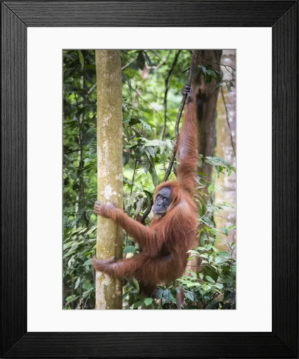 Framed Print : Female Orangutan (Pongo Abelii) in the rainforest near Bukit Lawang, Gunung Leuser National Park Framed Print : Female Orangutan (Pongo Abelii) in the rainforest near Bukit Lawang, Gunung Leuser National Park
