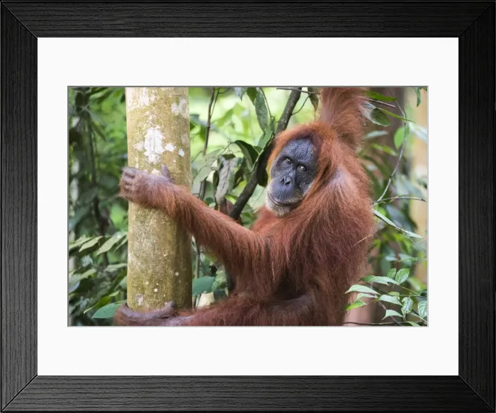 Framed Print : Female Orangutan (Pongo Abelii) in the jungle near Bukit Lawang, Gunung Leuser National Park Framed Print : Female Orangutan (Pongo Abelii) in the jungle near Bukit Lawang, Gunung Leuser National Park