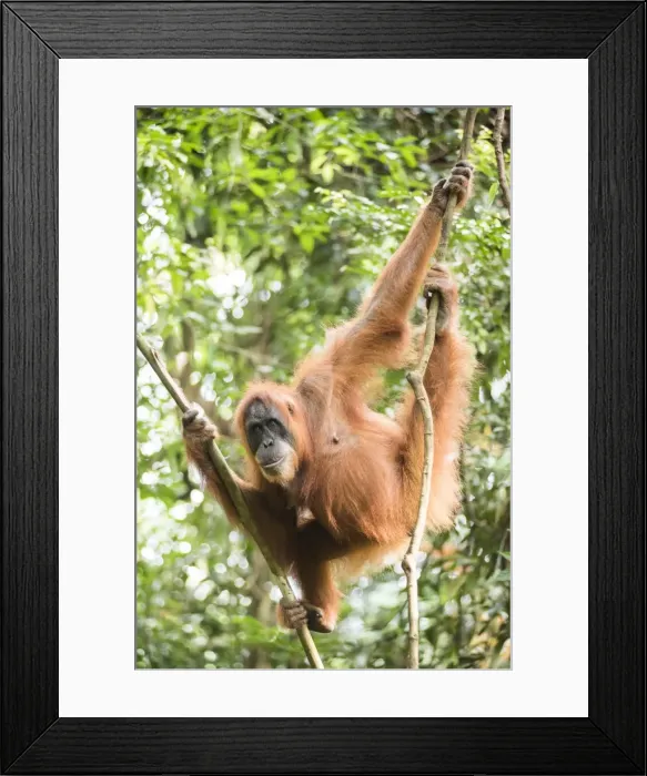 Framed Print : Female Orangutan (Pongo Abelii) in the rainforest near Bukit Lawang, Gunung Leuser National Park Framed Print : Female Orangutan (Pongo Abelii) in the rainforest near Bukit Lawang, Gunung Leuser National Park