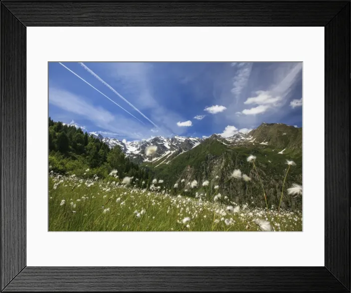 Framed Print : Sunny day on cotton grass surrounded by green meadows, Orobie Alps, Arigna Valley