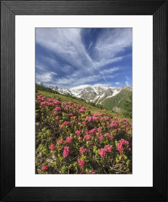 Framed Print : Rhododendrons in bloom surrounded by green meadows, Orobie Alps, Arigna Valley, Sondrio Framed Print : Rhododendrons in bloom surrounded by green meadows, Orobie Alps, Arigna Valley, Sondrio