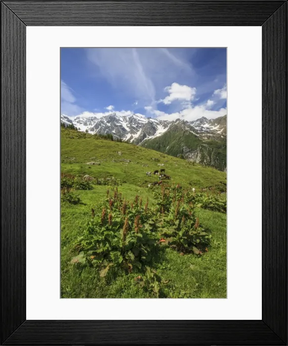 Framed Print : Green meadows and cows grazing on a sunny summer day, Orobie Alps, Arigna Valley Framed Print : Green meadows and cows grazing on a sunny summer day, Orobie Alps, Arigna Valley
