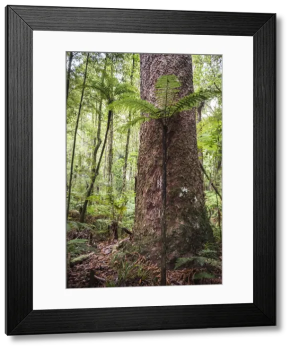 Framed Print : Fern and Kauri Tree, Waipoua Kauri Forest, Northland Region, North Island, New Zealand Framed Print : Fern and Kauri Tree, Waipoua Kauri Forest, Northland Region, North Island, New Zealand