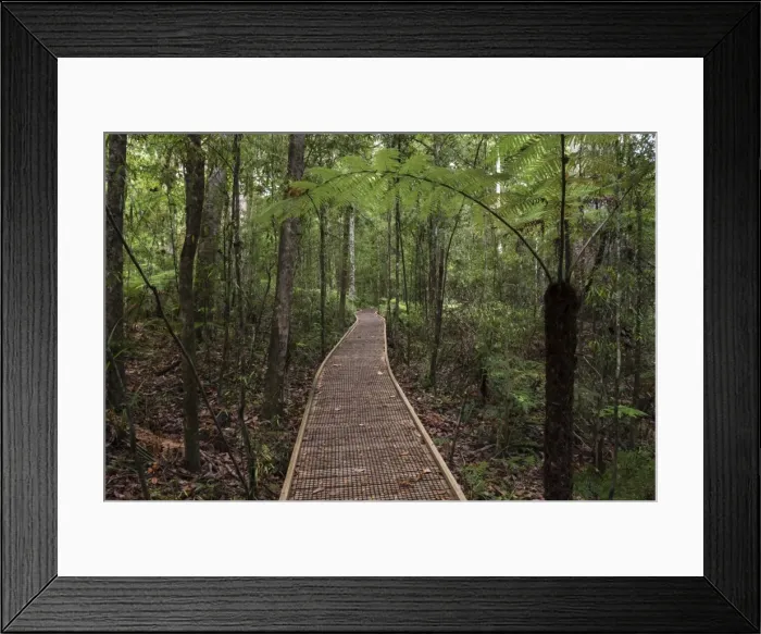 Framed Print : Footpath through Waipoua Kauri Forest, Northland Region, North Island, New Zealand