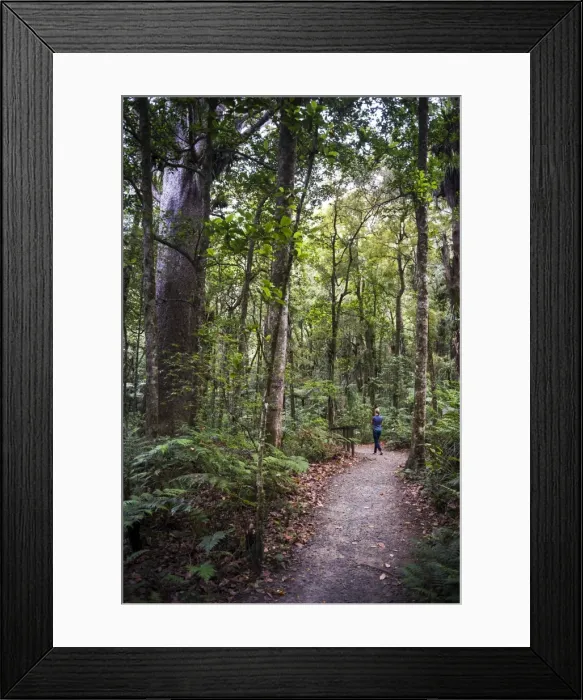 Framed Print : Tourist exploring Waipoua Kauri Forest, Northland Region, North Island, New Zealand Framed Print : Tourist exploring Waipoua Kauri Forest, Northland Region, North Island, New Zealand