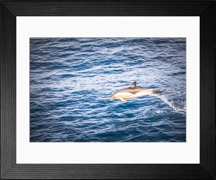 Framed Print : Dolphins seen near Whakatane and Tauranga in the Bay of Plenty, North Island, New Zealand Framed Print : Dolphins seen near Whakatane and Tauranga in the Bay of Plenty, North Island, New Zealand