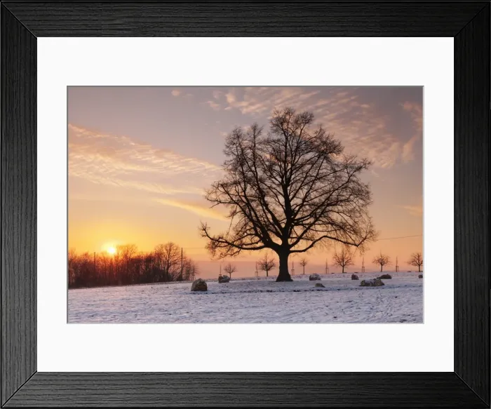 Framed Print : Lime tree at sunset in winter, Esslingen am Neckar, Baden-Wurttemberg, Germany, Europe Framed Print : Lime tree at sunset in winter, Esslingen am Neckar, Baden-Wurttemberg, Germany, Europe