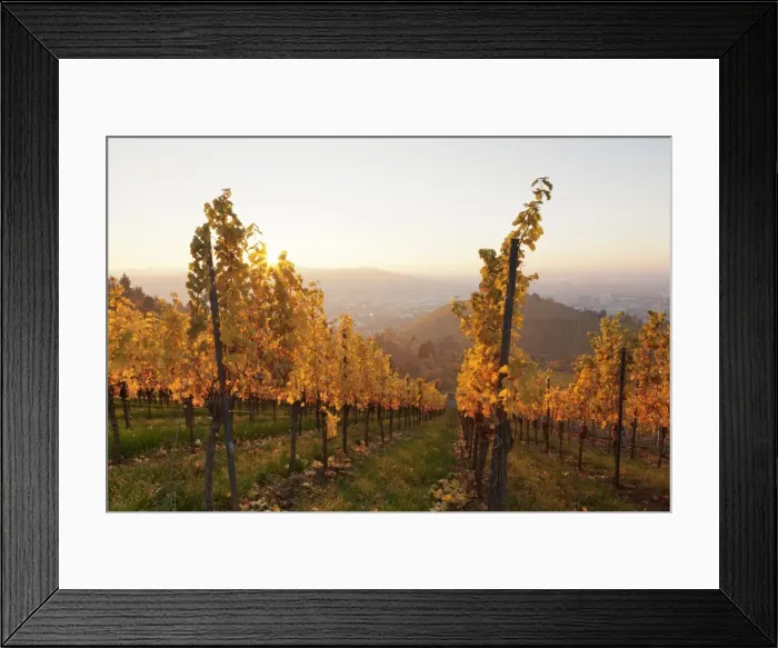 Framed Print : Vineyards in autumn at sunset, Stuttgart, Baden-Wurttemberg, Germany, Europe