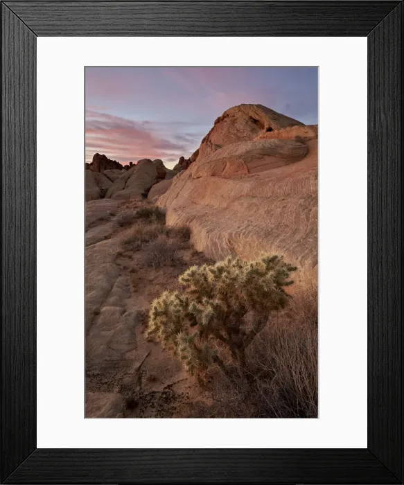 Framed Print : Cactus and sandstone formations at dawn, Valley Of Fire State Park, Nevada, United Framed Print : Cactus and sandstone formations at dawn, Valley Of Fire State Park, Nevada, United