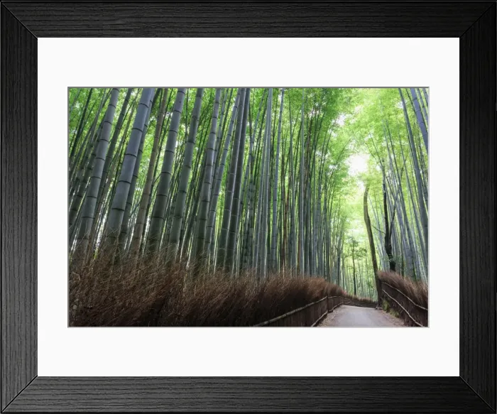 Framed Print : Arashiyama Bamboo grove in summer, Arashiyama, Western Kyoto, Japan, Asia Framed Print : Arashiyama Bamboo grove in summer, Arashiyama, Western Kyoto, Japan, Asia