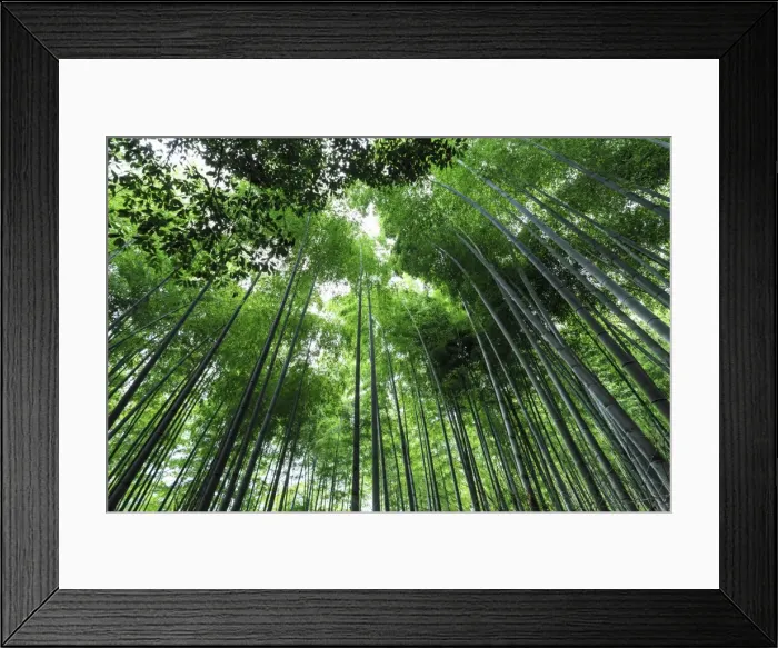 Framed Print : Arashiyama Bamboo grove in summer, Arashiyama, Western Kyoto, Japan, Asia Framed Print : Arashiyama Bamboo grove in summer, Arashiyama, Western Kyoto, Japan, Asia