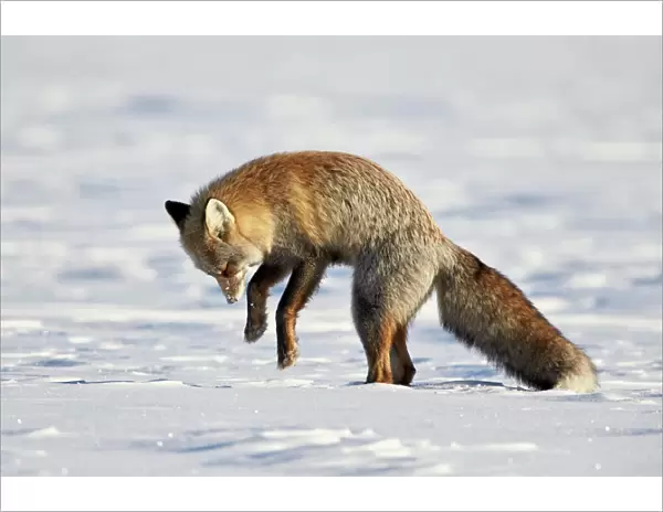 Cross Fox, Red Fox (Vulpes vulpes) (Vulpes fulva) pouncing on prey in the snow, Grand