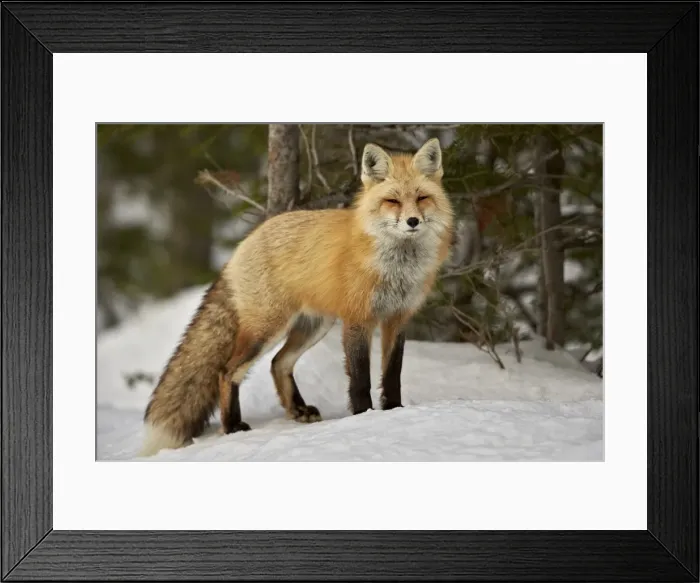 Framed Print : Red Fox (Vulpes vulpes) (Vulpes fulva) in winter, Grand Teton National Park, Wyoming Framed Print : Red Fox (Vulpes vulpes) (Vulpes fulva) in winter, Grand Teton National Park, Wyoming