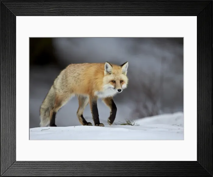 Framed Print : Red Fox (Vulpes vulpes) (Vulpes fulva) in winter, Grand Teton National Park, Wyoming Framed Print : Red Fox (Vulpes vulpes) (Vulpes fulva) in winter, Grand Teton National Park, Wyoming