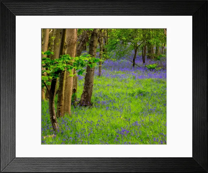 Framed Print : Bluebells, High Littleton Woods, Somerset, England, United Kingdom, Europe Framed Print : Bluebells, High Littleton Woods, Somerset, England, United Kingdom, Europe