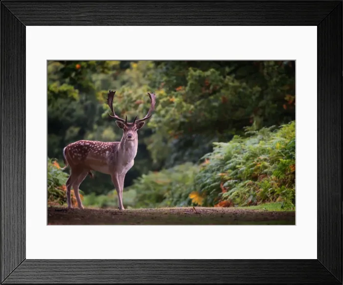 Framed Print : Fallow deer (Dama dama) in an autumnal forest, Bradgate, England, United Kingdom, Europe