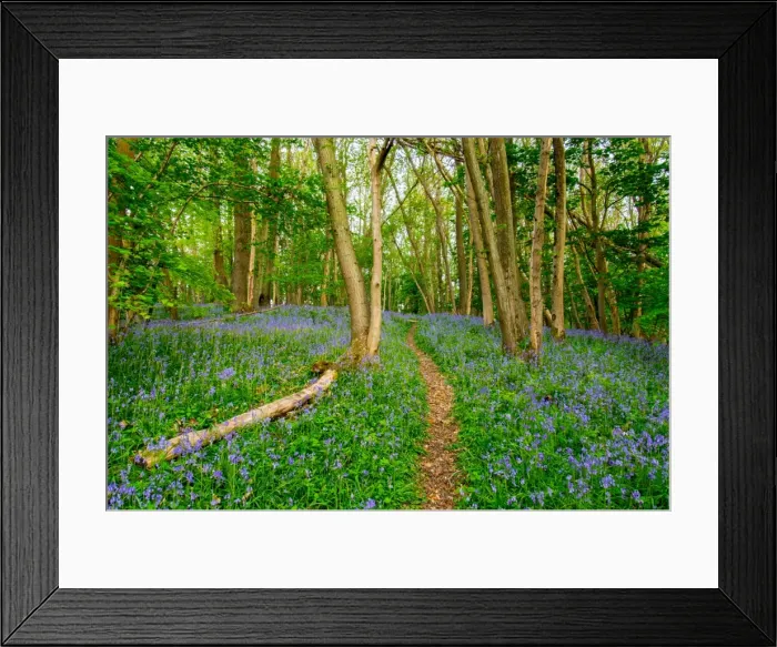 Framed Print : Bluebells, High Littleton Woods, Somerset, England, United Kingdom, Europe Framed Print : Bluebells, High Littleton Woods, Somerset, England, United Kingdom, Europe