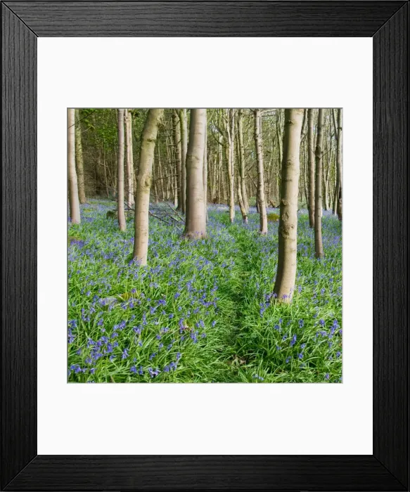 Framed Print : Bluebells, Riffa Wood, near Harrogate, Yorkshire, England, United Kingdom, Europe Framed Print : Bluebells, Riffa Wood, near Harrogate, Yorkshire, England, United Kingdom, Europe