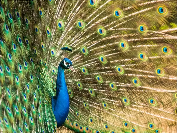 Male peacock displaying, United Kingdom, Europe