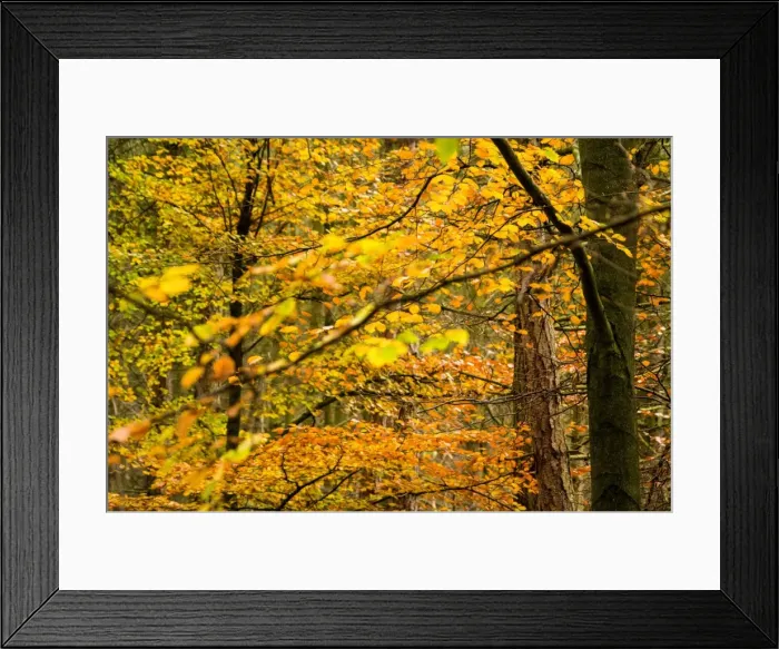 Framed Print : Trees in autumn, Gragg Vale, Calder Valley, Yorkshire, England, United Kingdom, Europe Framed Print : Trees in autumn, Gragg Vale, Calder Valley, Yorkshire, England, United Kingdom, Europe