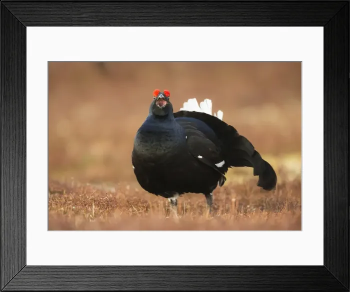 Framed Print : Black grouse (Lyrurus tetrix), lekking, Cairngorms, Scotland, United Kingdom, Europe Framed Print : Black grouse (Lyrurus tetrix), lekking, Cairngorms, Scotland, United Kingdom, Europe