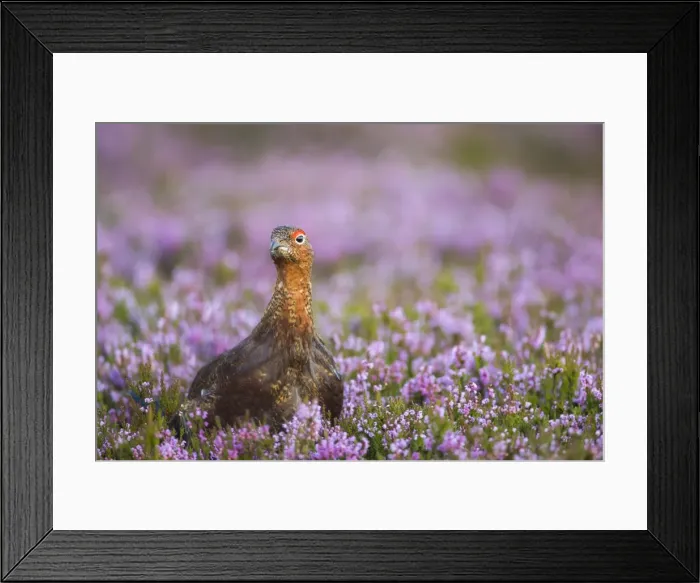 Framed Print : Red grouse (Lagopus lagopus), Yorkshire Dales, England, United Kingdom, Europe Framed Print : Red grouse (Lagopus lagopus), Yorkshire Dales, England, United Kingdom, Europe