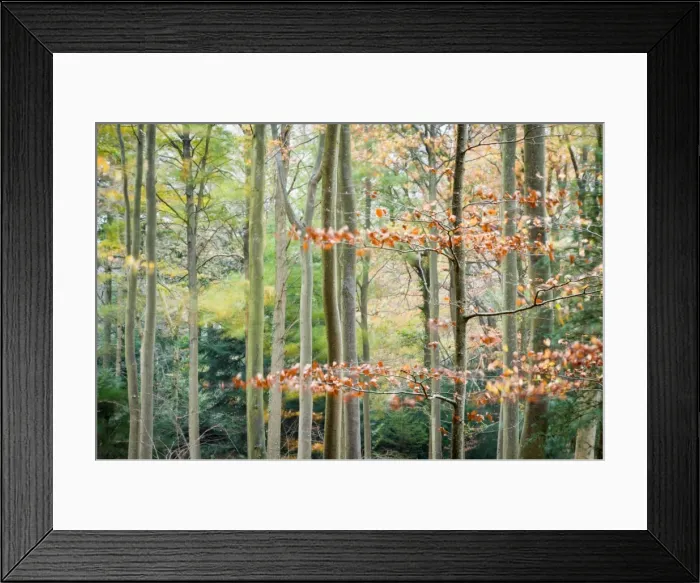 Framed Print : Trees, autumn, Leigh Woods, Bristol, England, United Kingdom, Europe Framed Print : Trees, autumn, Leigh Woods, Bristol, England, United Kingdom, Europe