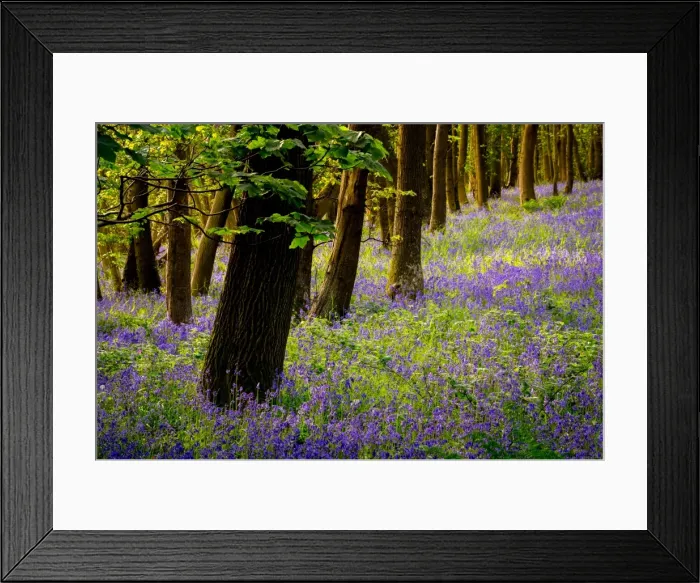 Framed Print : Bluebells, High Littleton Woods, Somerset, England, United Kingdom, Europe Framed Print : Bluebells, High Littleton Woods, Somerset, England, United Kingdom, Europe