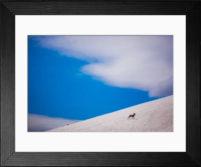 Framed Print : Big horn sheep, Glacier National Park, Montana, United States of America, North America Framed Print : Big horn sheep, Glacier National Park, Montana, United States of America, North America