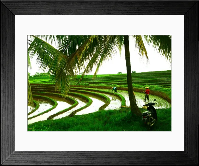 Framed Print : Terraced rice paddy in Ubud, Bali, Indonesia, Southeast Asia, Asia Framed Print : Terraced rice paddy in Ubud, Bali, Indonesia, Southeast Asia, Asia