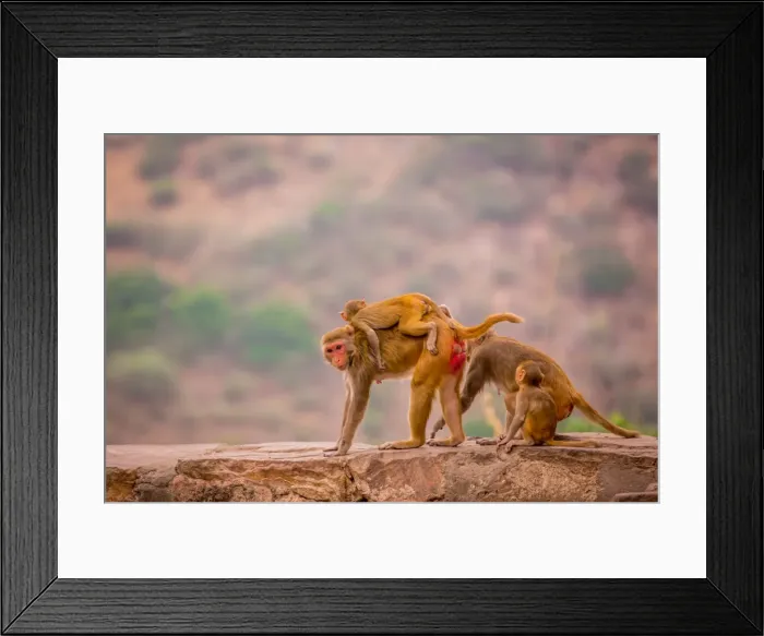 Framed Print : Wild monkeys, Jaipur, Rajasthan, India, Asia Framed Print : Wild monkeys, Jaipur, Rajasthan, India, Asia