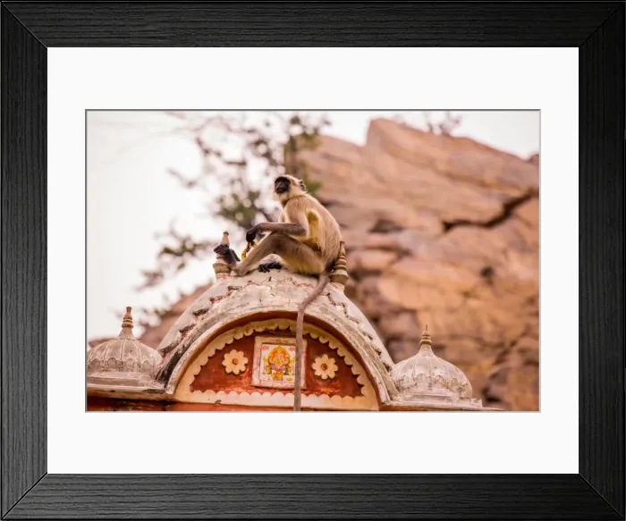 Framed Print : Monkey sitting in abandoned cistern, Jaipur, Rajasthan, India, Asia Framed Print : Monkey sitting in abandoned cistern, Jaipur, Rajasthan, India, Asia