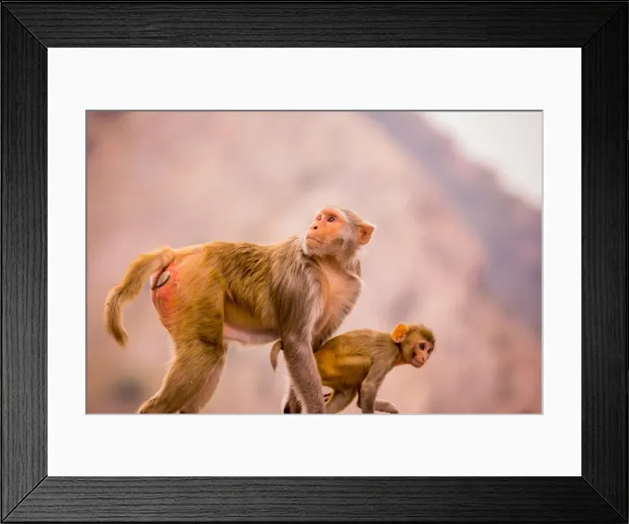Framed Print : Wild monkeys, Jaipur, Rajasthan, India, Asia Framed Print : Wild monkeys, Jaipur, Rajasthan, India, Asia