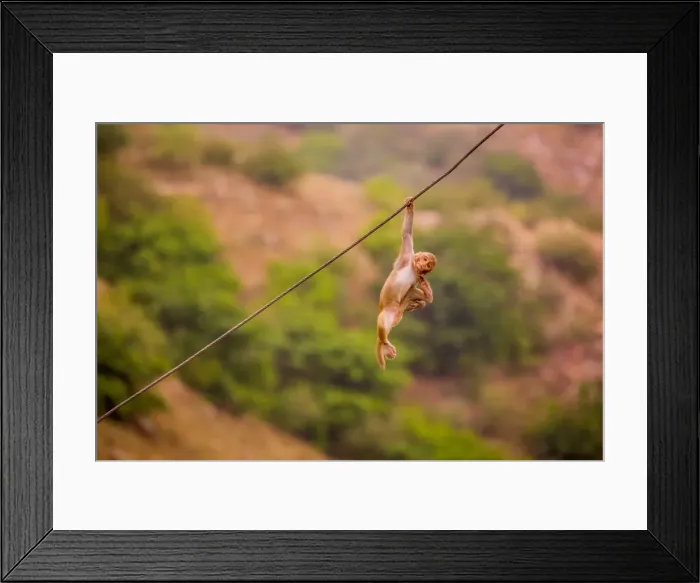 Framed Print : Wild monkey hanging out, Jaipur, Rajasthan, India, Asia Framed Print : Wild monkey hanging out, Jaipur, Rajasthan, India, Asia