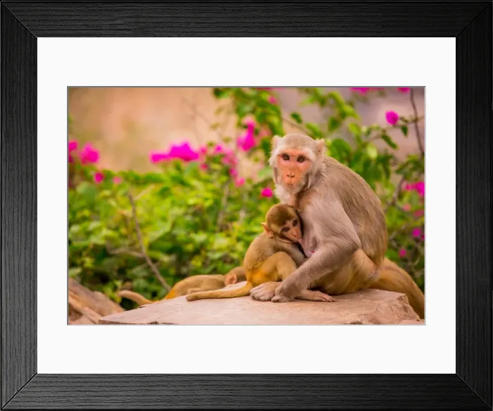Framed Print : Wild monkeys, Jaipur, Rajasthan, India, Asia Framed Print : Wild monkeys, Jaipur, Rajasthan, India, Asia