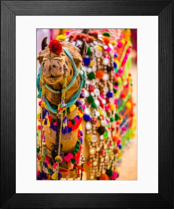 Framed Print : Camel at the Pushkar Camel Fair, Pushkar, Rajasthan, India, Asia Framed Print : Camel at the Pushkar Camel Fair, Pushkar, Rajasthan, India, Asia