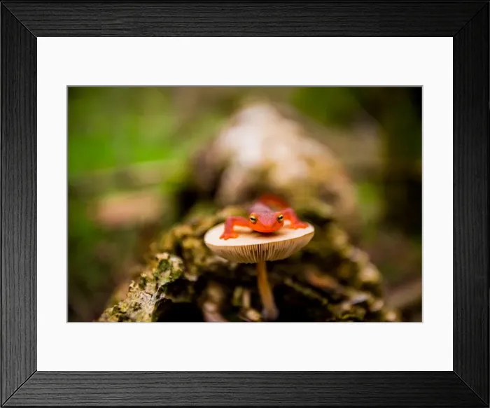 Framed Print : Salamander, Sequoia National Park, California, United States of America, North America Framed Print : Salamander, Sequoia National Park, California, United States of America, North America