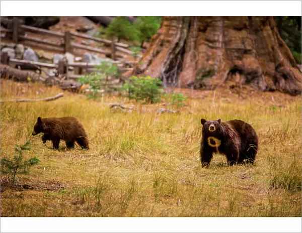 Mother brown bear and her cub, Sequoia National Park, California, United States of America
