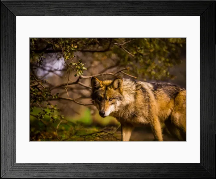 Framed Print : Mexican wolf, Julien, California, United States of America, North America Framed Print : Mexican wolf, Julien, California, United States of America, North America