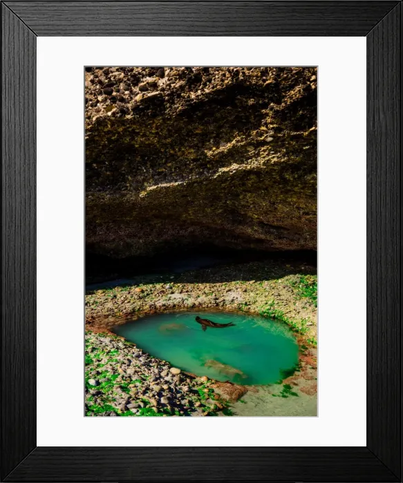 Framed Print : Seal playing in Golden Bay, Tasman Region, South Island, New Zealand, Pacific Framed Print : Seal playing in Golden Bay, Tasman Region, South Island, New Zealand, Pacific