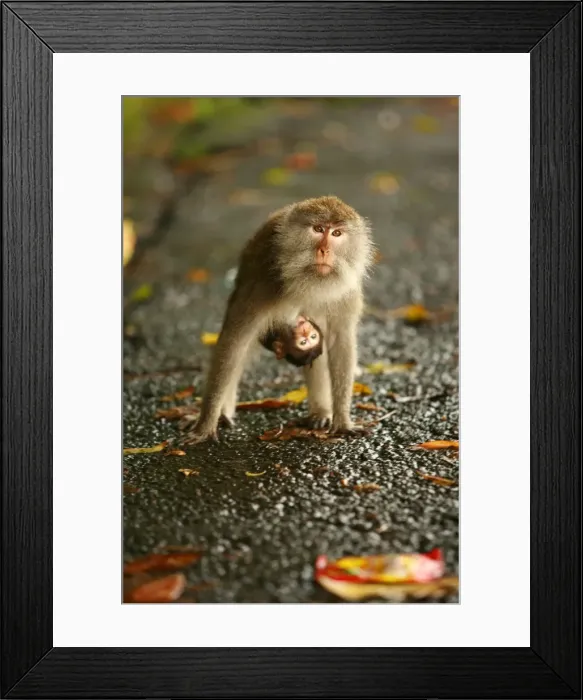 Framed Print : Monkey and baby, Sacred Monkey Forest, Bali, Indonesia, Southeast Asia, Asia Framed Print : Monkey and baby, Sacred Monkey Forest, Bali, Indonesia, Southeast Asia, Asia