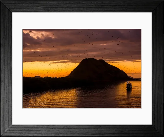 Framed Print : Giant fox bat migration, near Flores Island, Indonesia, Southeast Asia, Asia Framed Print : Giant fox bat migration, near Flores Island, Indonesia, Southeast Asia, Asia