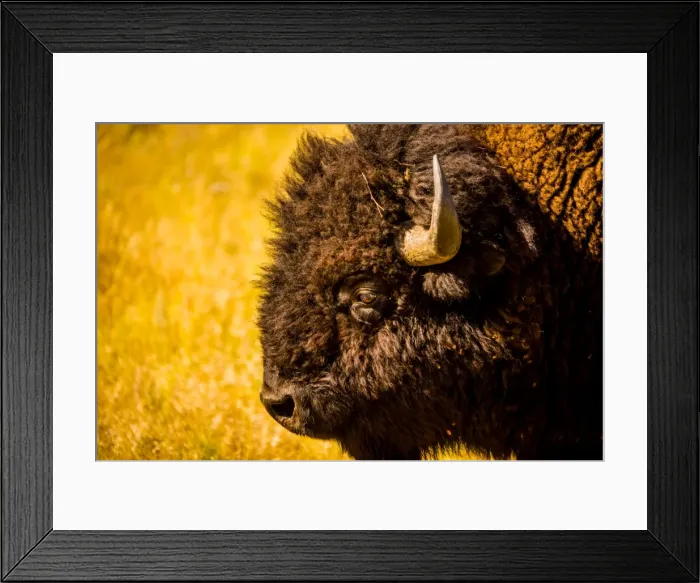 Framed Print : Portrait of an American buffalo, Buffalo Round Up, Custer State Park, Black Hills Framed Print : Portrait of an American buffalo, Buffalo Round Up, Custer State Park, Black Hills