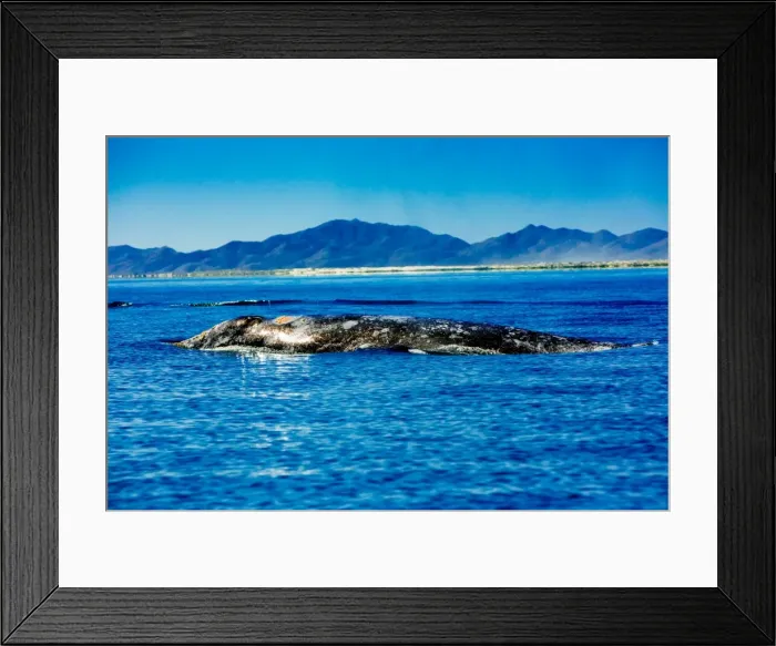 Framed Print : Grey whales, Whale Watching, Magdalena Bay, Mexico, North America Framed Print : Grey whales, Whale Watching, Magdalena Bay, Mexico, North America