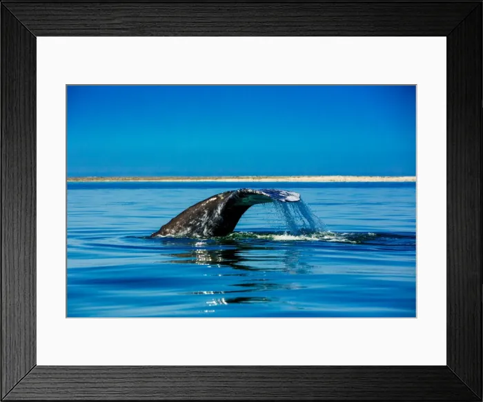 Framed Print : Grey whales, Whale Watching, Magdalena Bay, Mexico, North America Framed Print : Grey whales, Whale Watching, Magdalena Bay, Mexico, North America